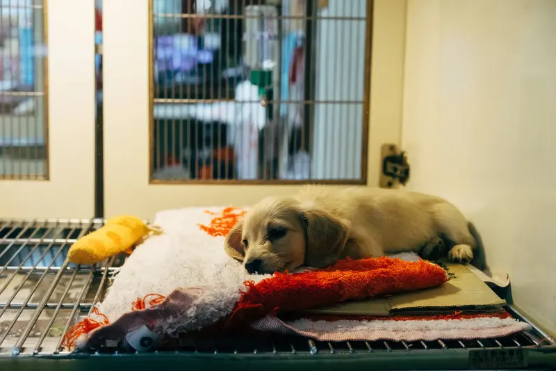 Dog receiving attentive veterinary care