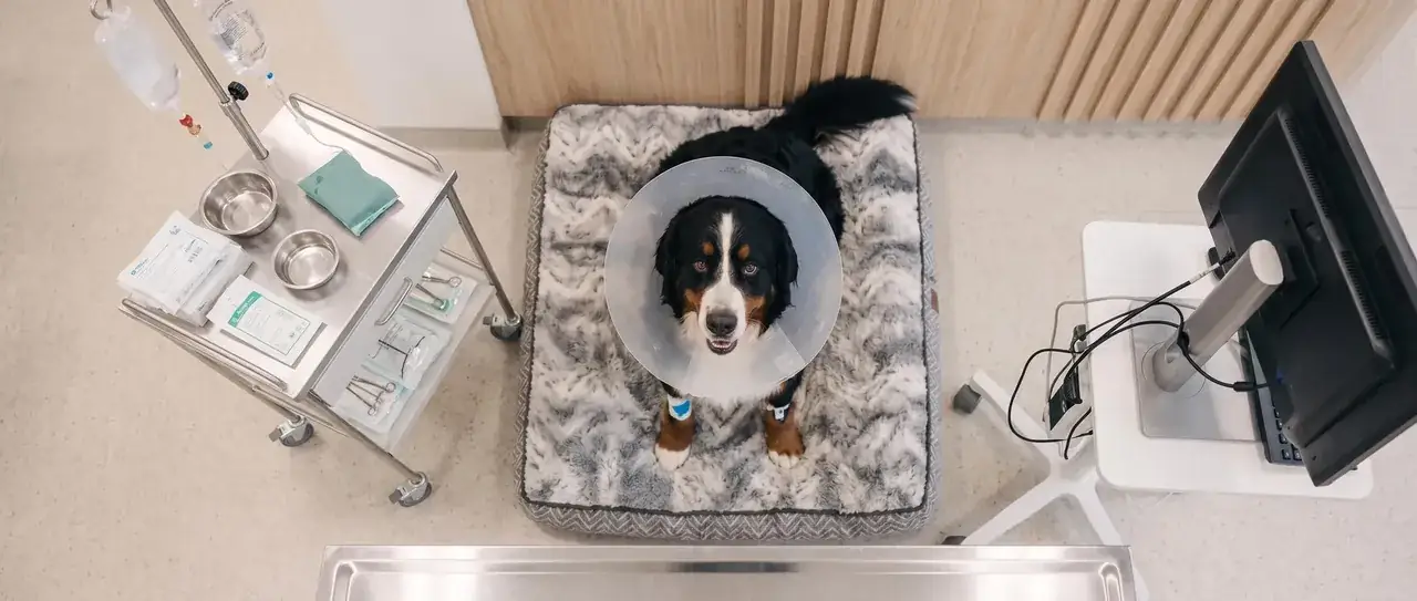Dog receiving care in a veterinary treatment room at Killarney Veterinary Clinic
